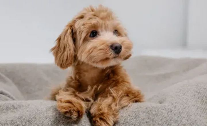 Cockapoo Fluffy Cut