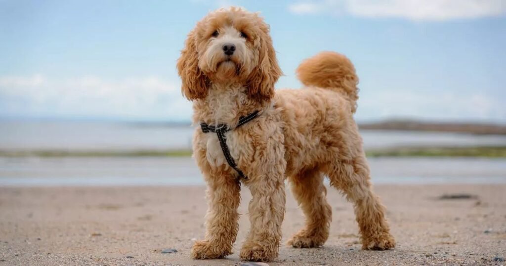 Cockapoo Grooming Process 