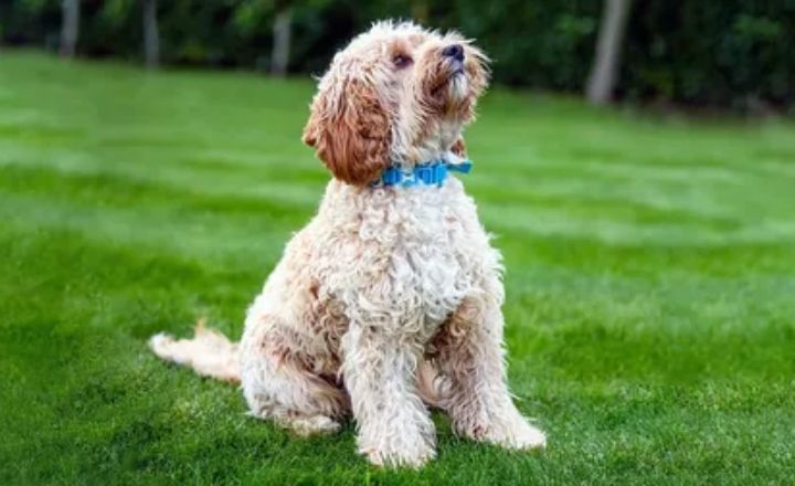 Cockapoo Grooming Tip