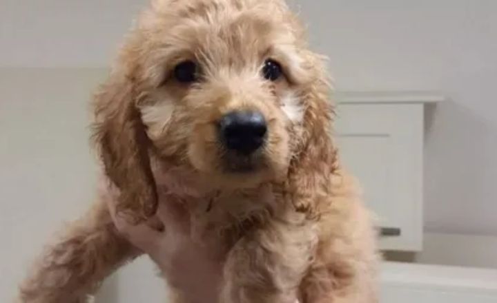 Cockapoo Lamb Cut