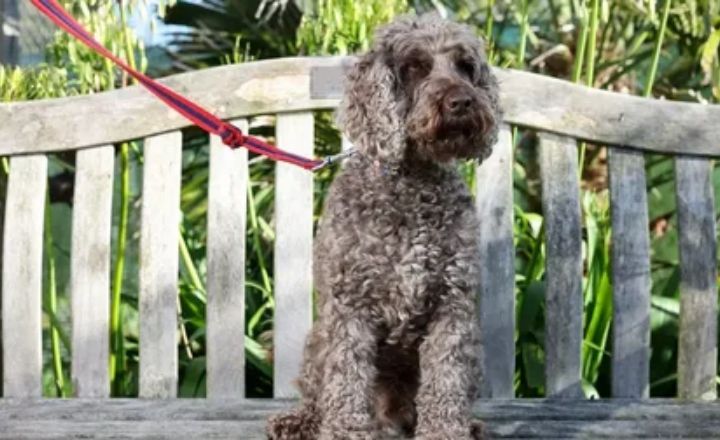 Cockapoo Loose Wavy Coat
