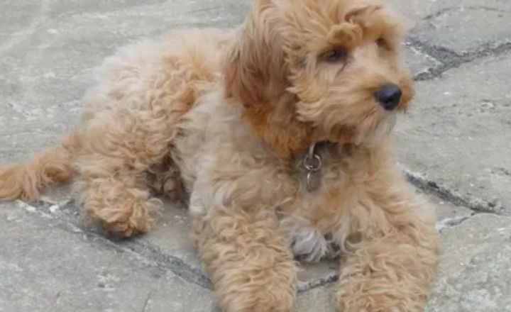 Cockapoo Puppy Cut