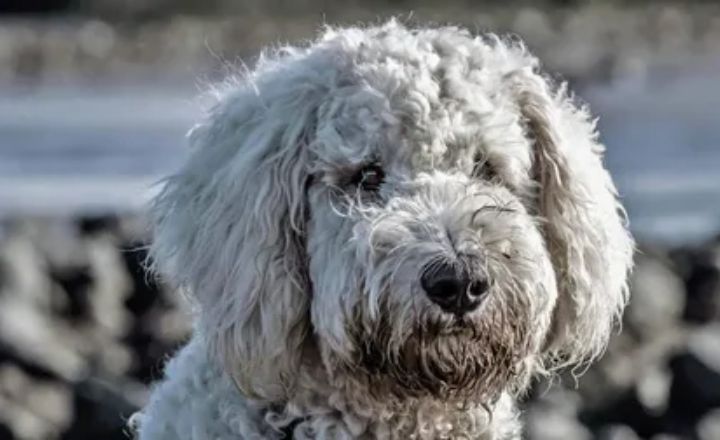 Cockapoo Tight Curly Coat