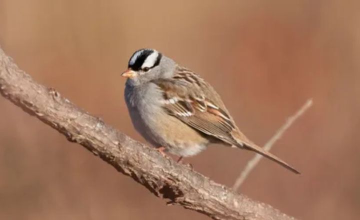 Creating a Safe World for Sparrows