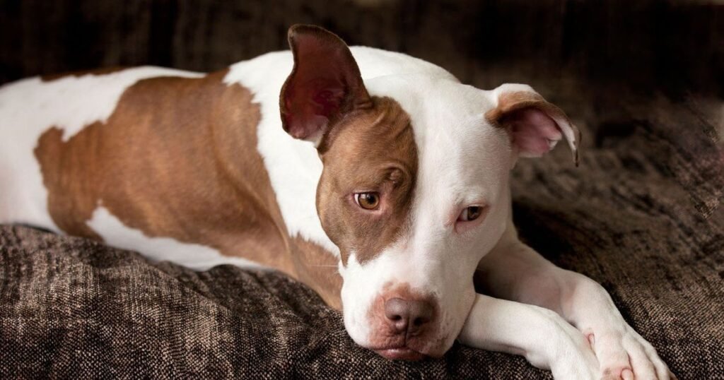 Female White and Brown Dog Names