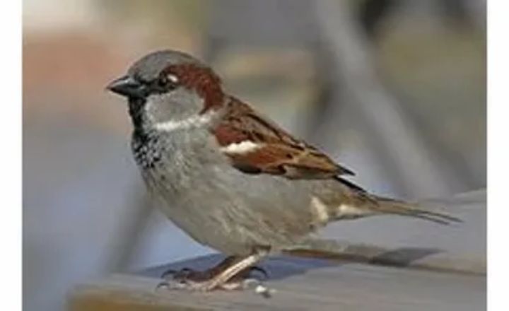 Lifespan of Sparrows