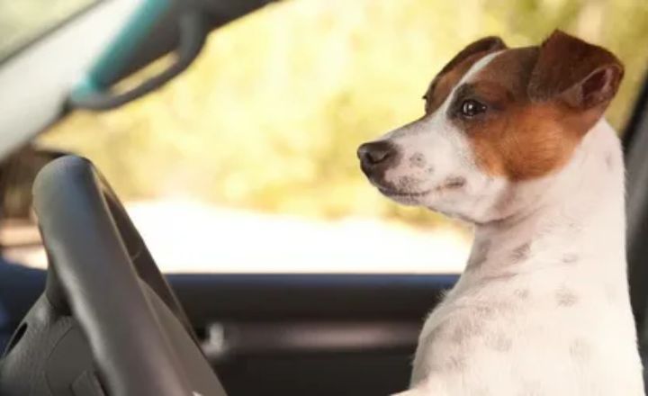 Male White and Brown Dog Names