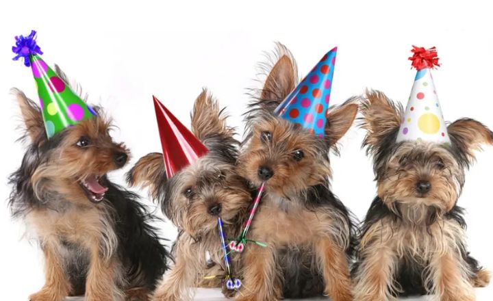 Parti Yorkie