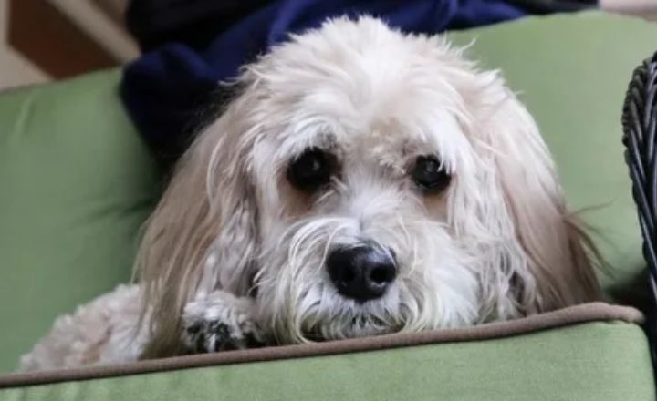 Professionally Grooming a Cockapoo
