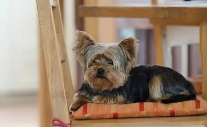 Red-Legged Yorkie