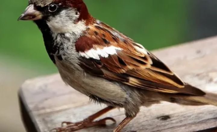 Role of Sparrows in the Environment