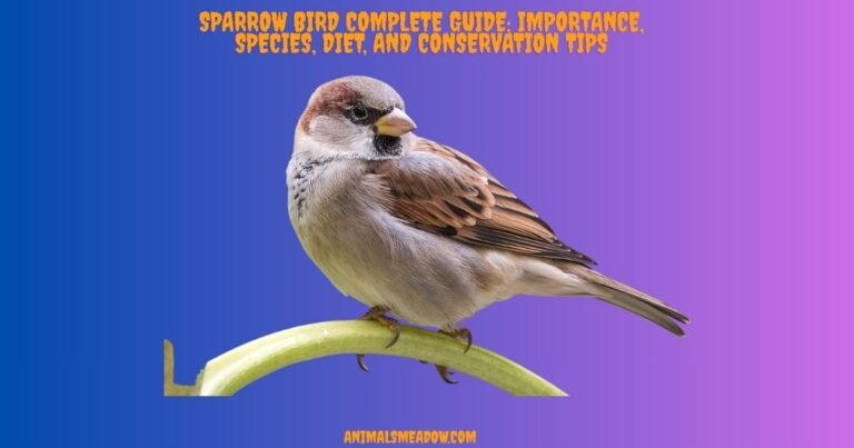 Sparrow Bird Complete Guide