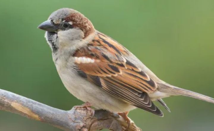 Sparrow Bird Complete Guide Importance, Species, Diet, and Conservation Tips