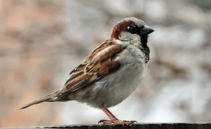 Sparrow Diet