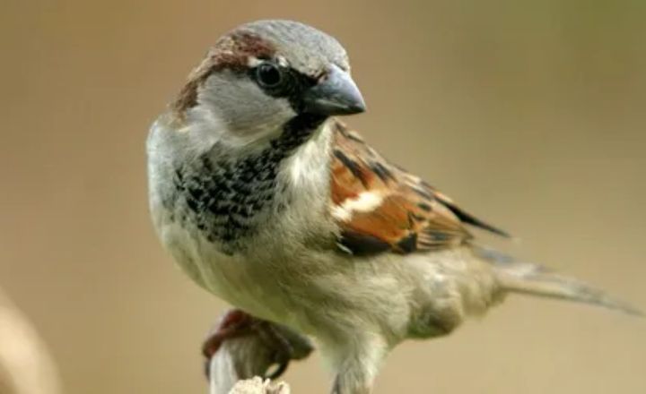 Sparrow Habitats