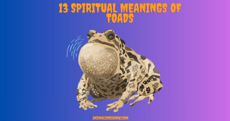 Spiritual Meanings of Toads