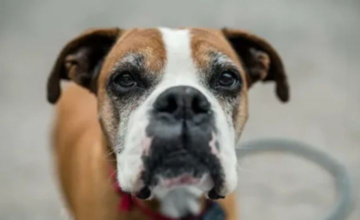 Tips for Naming Your White and Brown Dog