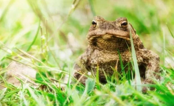 Toad Spirit Animal