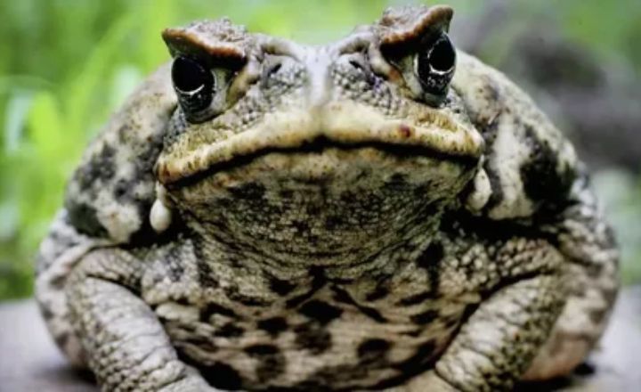 Toads Symbolism