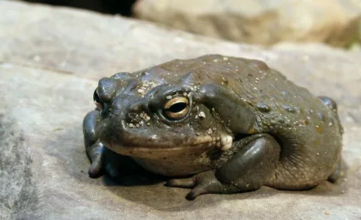 Toads as Messengers