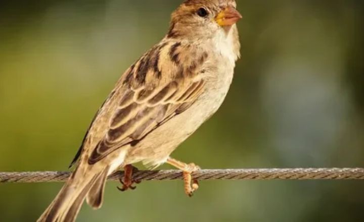 Types of Sparrows