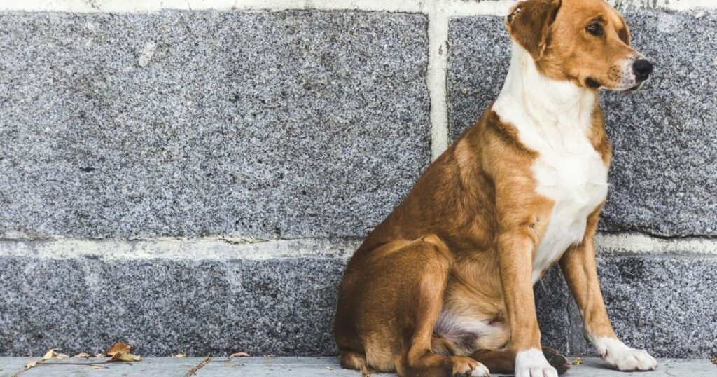 Unique Brown and White Dog Names