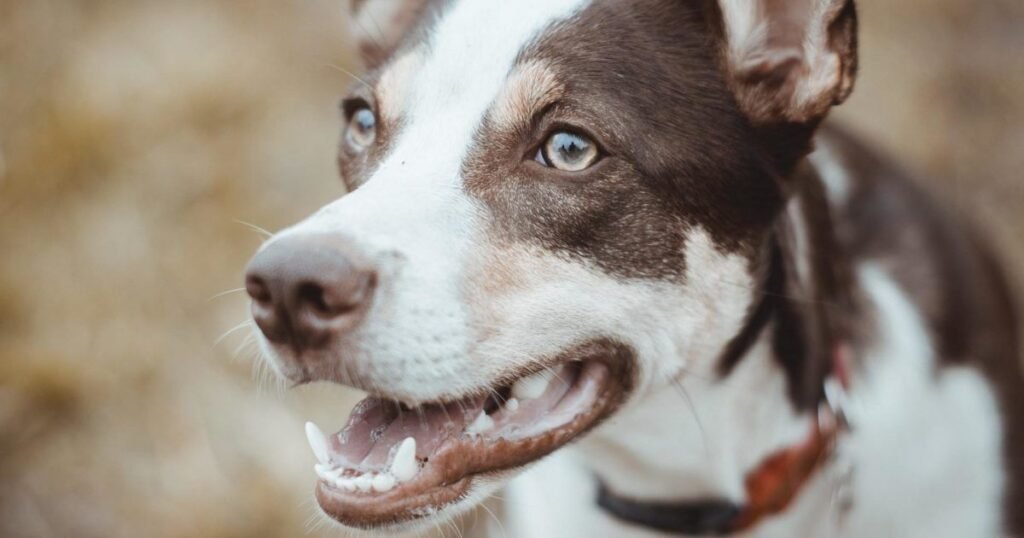 Unisex Names for Brown and White Dogs