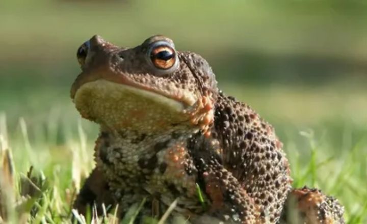 What Do Toads Symbolize in Arts and Literature