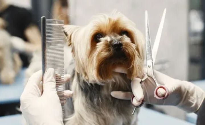 What is Your Favorite Cockapoo Haircut