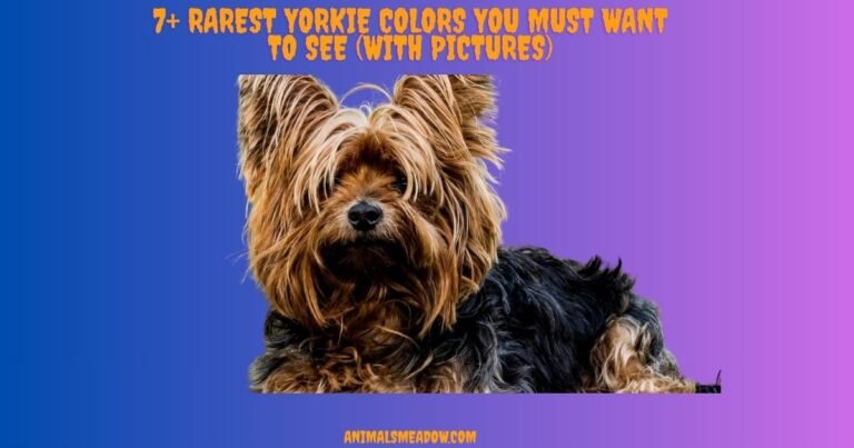 Yorkie Colors