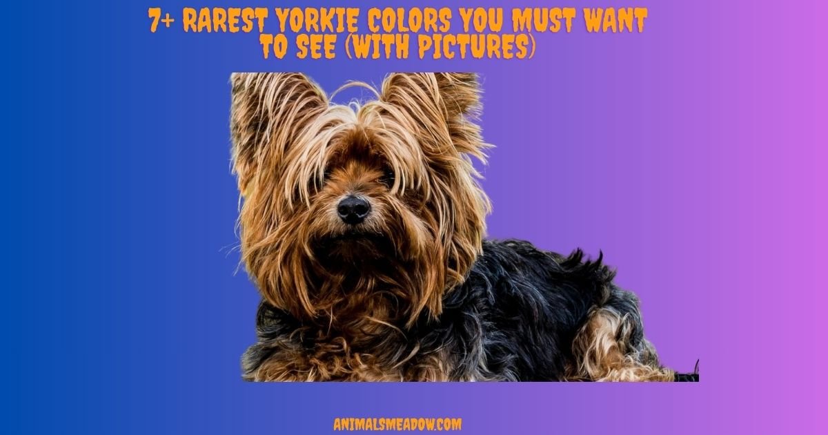 Yorkie Colors