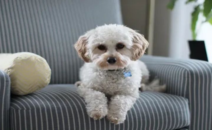grooming a cockapoo at home