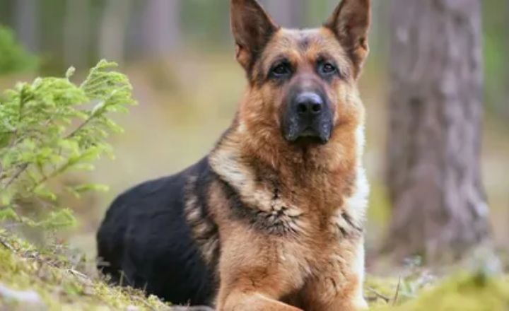 Appearance of a Full Grown German Shepherd Mastiff Mix