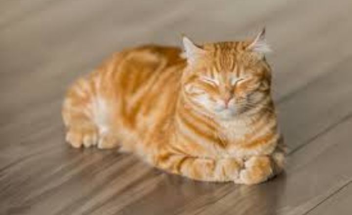 Bengal Cats