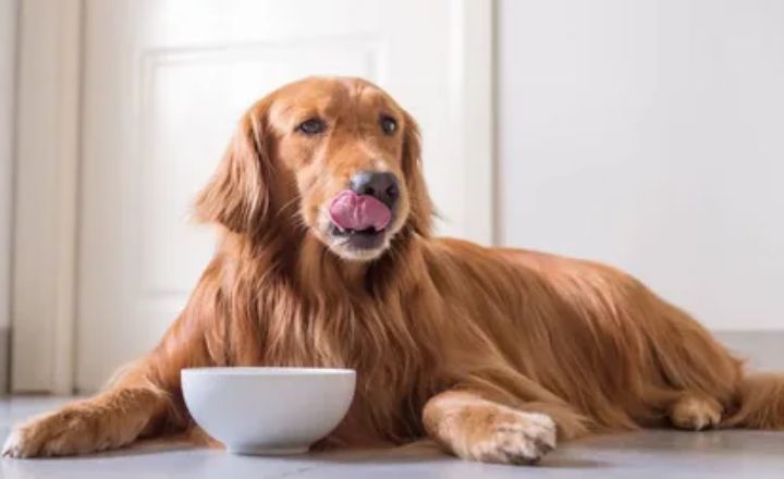 Can Dogs Eat Vinegar At All