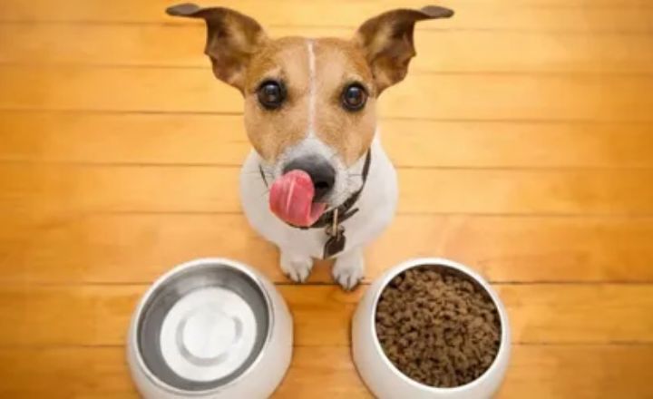 Can Dogs Eat Salt and Vinegar Chips?