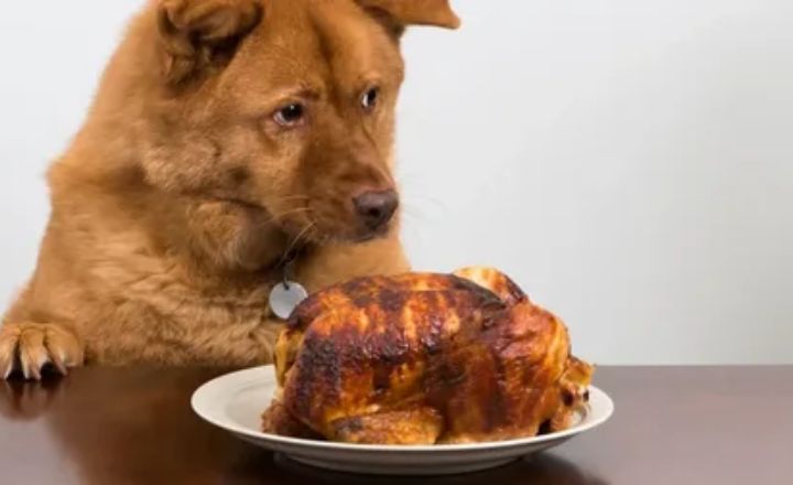 Final Thoughts Can Dogs Eat Salt and Vinegar Chips