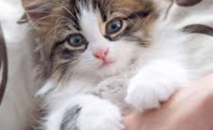 Fun Facts About Cats