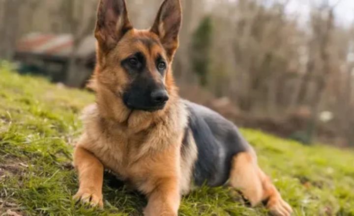 German Shepherd Mastiff Mix