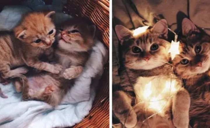 History and Domestication of Cats