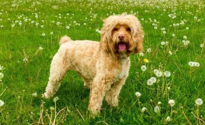 How big is a full grown Cockapoo?
