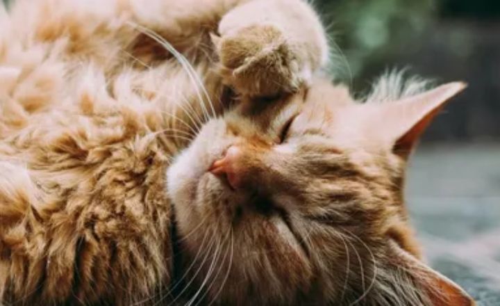 Cats