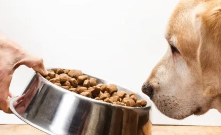 _What to Do If Your Dog Ate Salt and Vinegar Chips