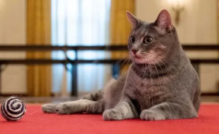 Spiritual Meanings of a Stray Cat Coming to Your House