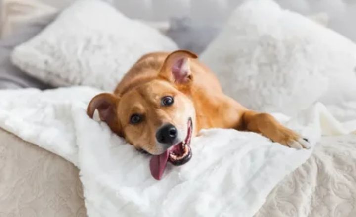 Most Common Reasons Why Dogs Poop on the Bed