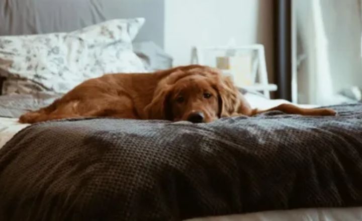Why Did My Dog Poop on My Bed?