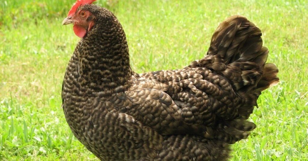 Are Barred Rock Chickens Right For You