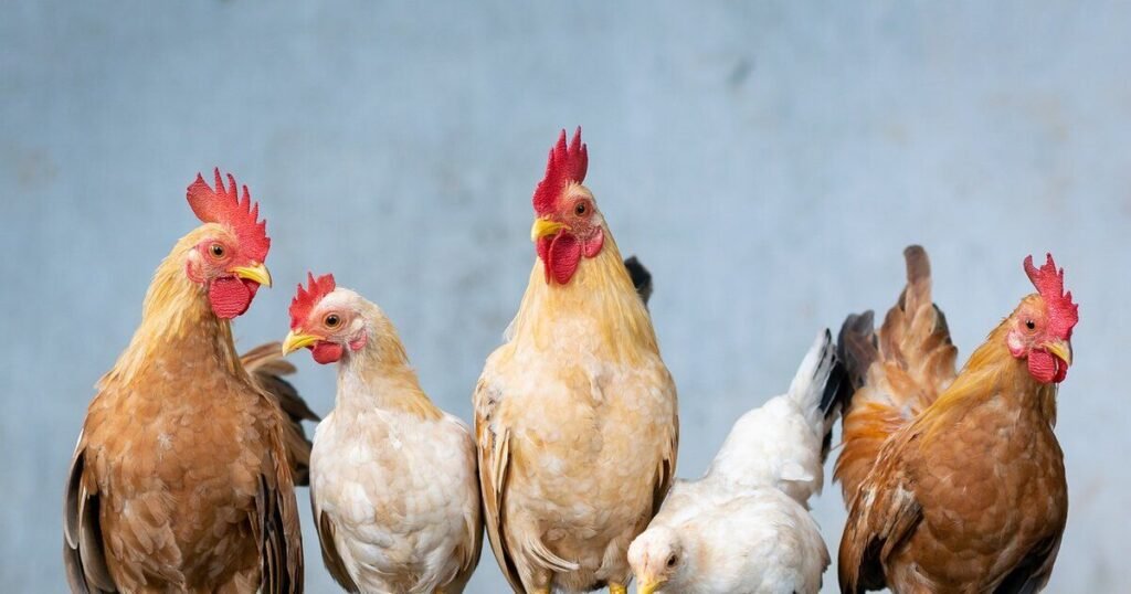 Are ISA Brown Chicken Meat Birds