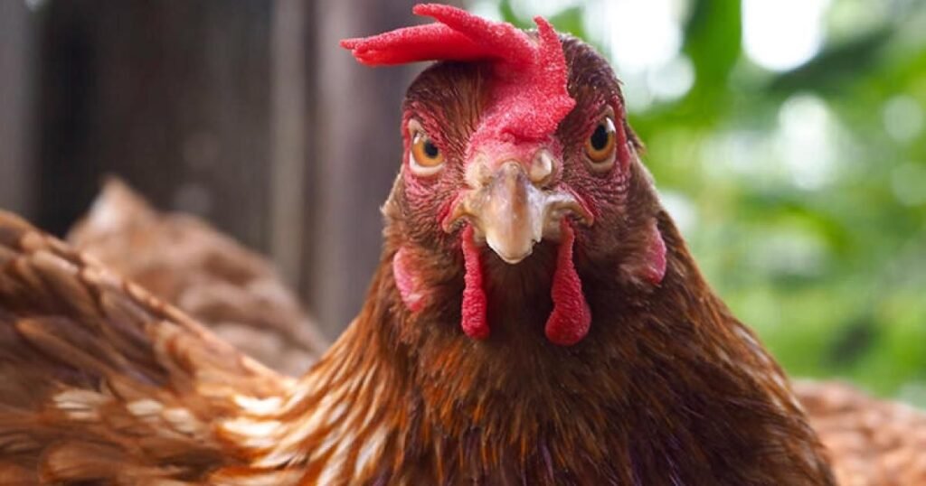 Are ISA Brown Chickens A Heritage or Hybrid Breed