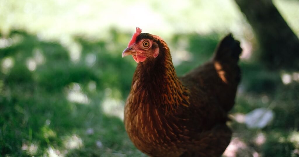 Average ISA Brown Chicken Lifespan